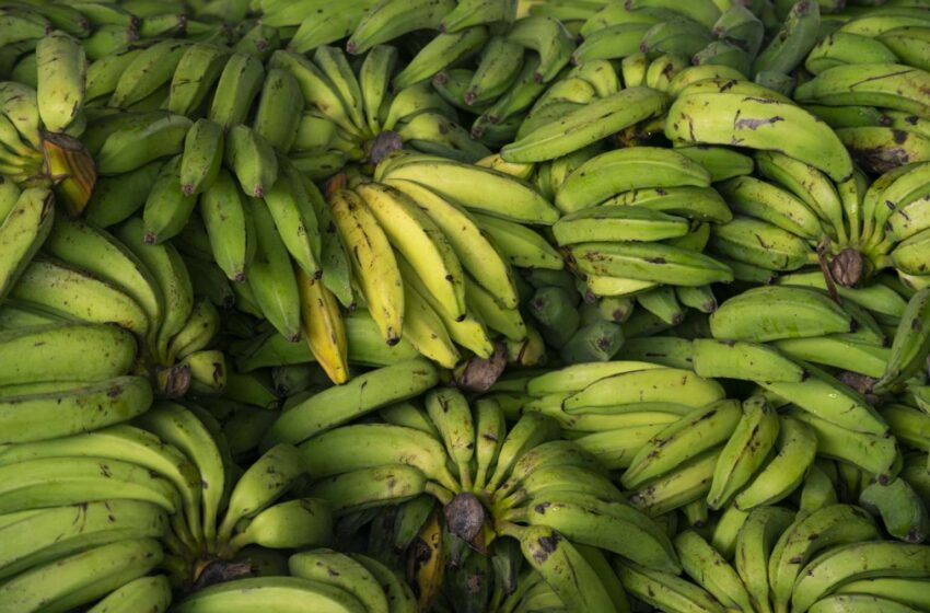  Goiaba, maracujá e banana prata com preço em queda na Ceasa Cariri