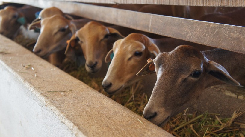 Estudo aponta que 8 municípios do Ceará possuem rebanhos ovinos infectados por brucelose