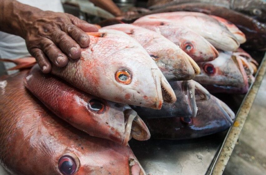 Ceará se consolida como o 2º maior exportador de pescados do Brasil