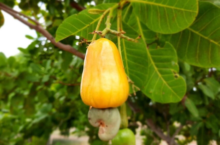 Produtores de caju no Ceará pedem assistência