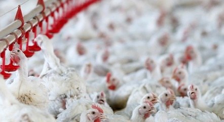 Milho dispara 50% em um ano e encarece carne de frango e ovos