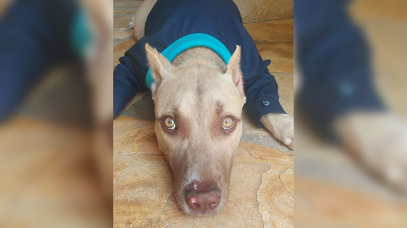 Pitbull vítima de maus-tratos é adotado por policiais do quartel da PM no Crato