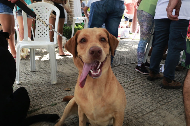  Projeto de Lei propõe criação de um Conselho Tutelar de Proteção Animal