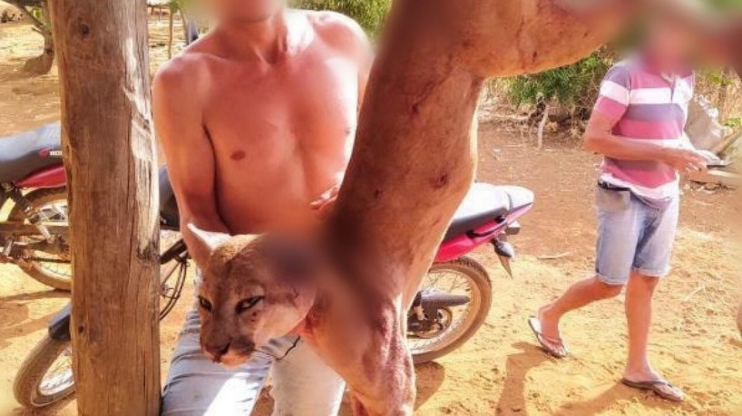  Onça é morta no interior do Ceará; Polícia Civil investiga crime ambiental
