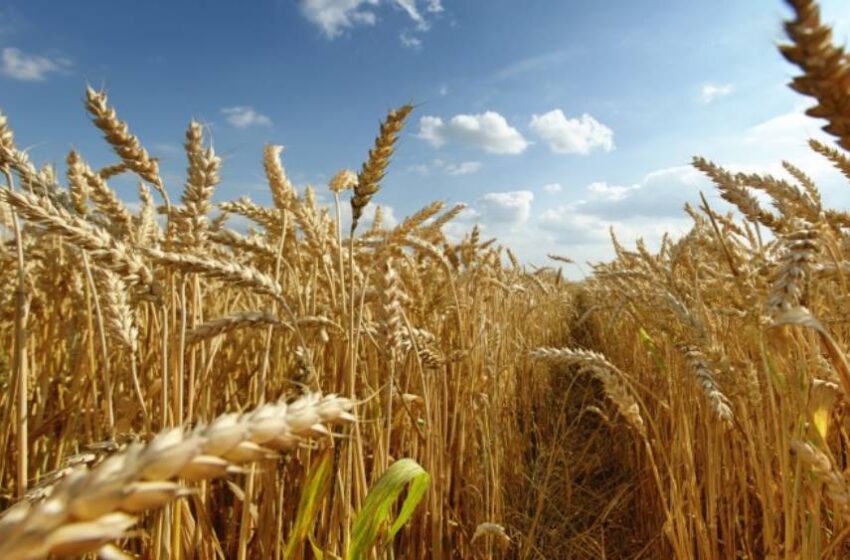 Mercado nacional rejeita trigo modificado argentino