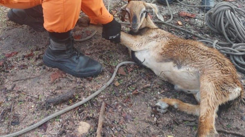  Mais de seis mil animais foram resgatados no Ceará em 2021
