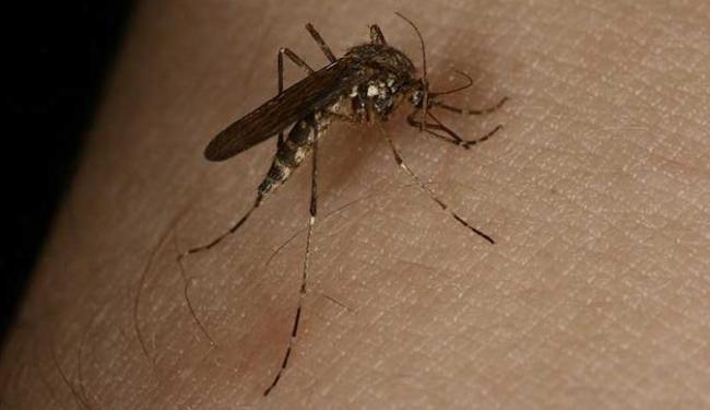 Moradores do Distrito de Riacho Pequeno em Belém do São Francisco reclamam da quantidade de muriçocas