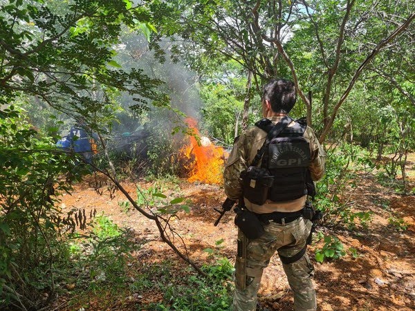 Operação da Polícia Federal erradica 172 mil pés de maconha na cidade de Salgueiro e região do sertão