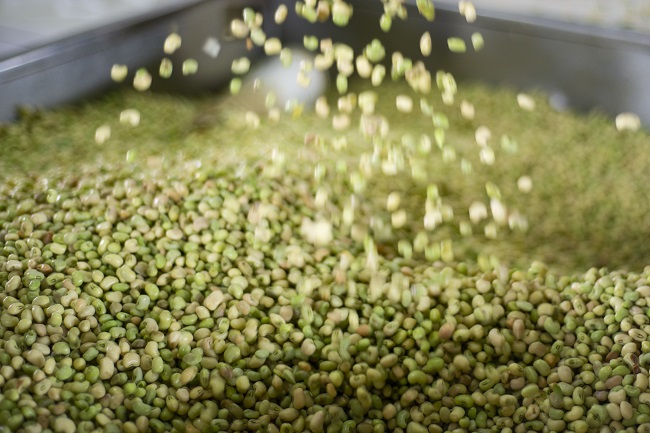  Preço do feijão verde tem queda de 38,5% na Ceasa em Maracanaú