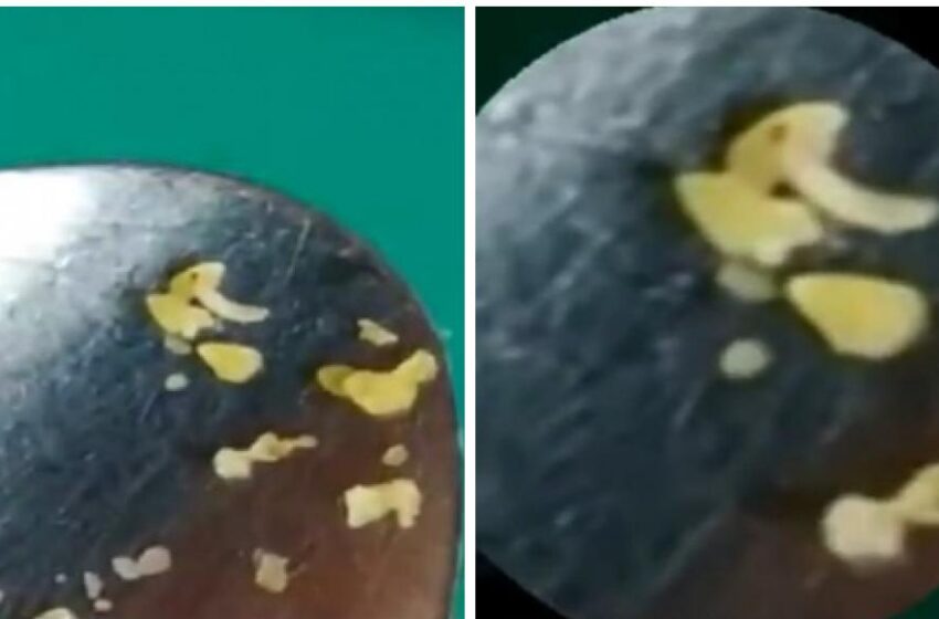  Pais denunciam que alunos de escola estadual de Caucaia encontraram larva em merenda escolar