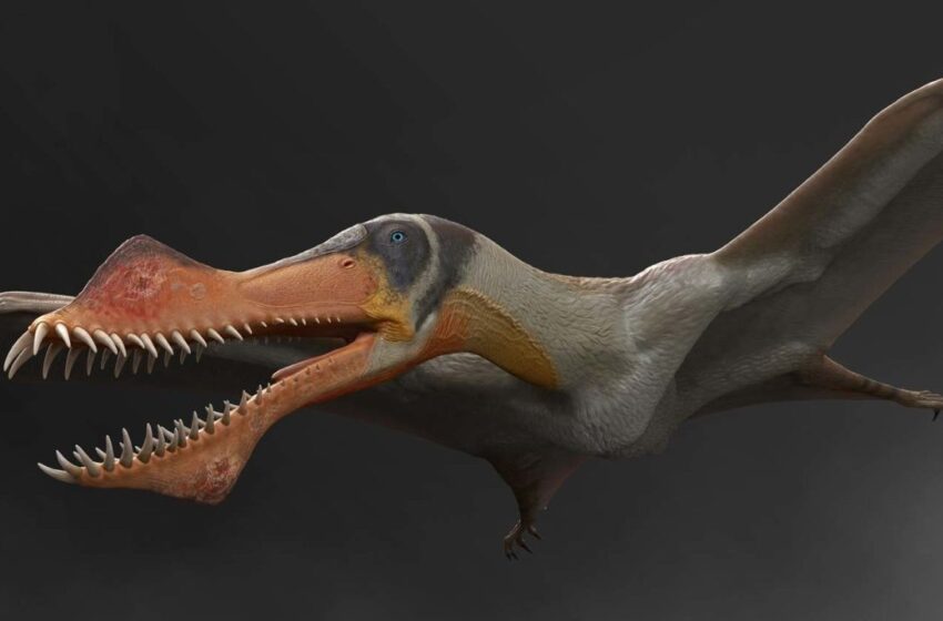  Fóssil de pterossauro que havia sido traficado será devolvido ao Cariri