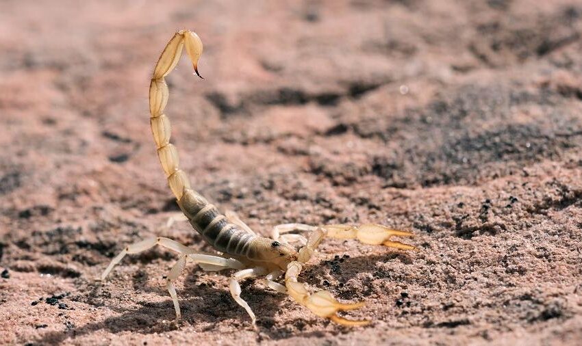  Acidentes com escorpiões no Ceará crescem nos primeiros 4 meses do ano