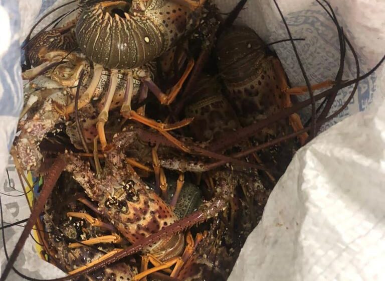  Carga de lagosta apreendia pela PF é destinada a projeto social