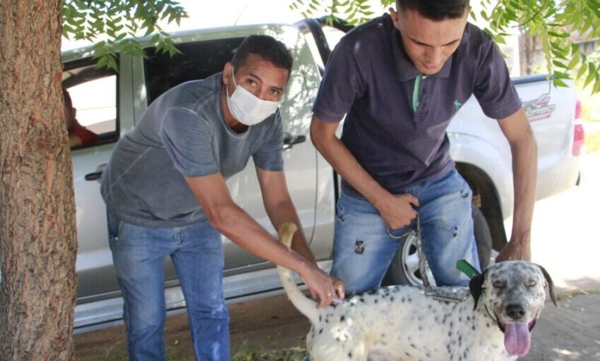  Barbalha aplica mais de 1500 vacinas nos primeiros dias de Campanha de Vacinação Antirrábica