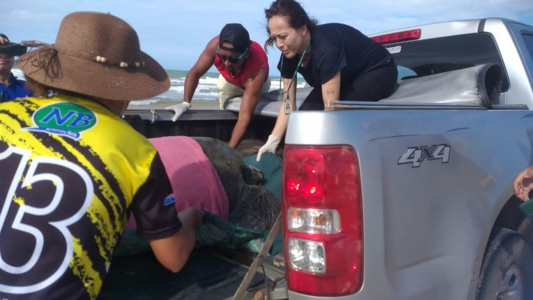  Tartaruga-verde é resgatada no litoral cearense