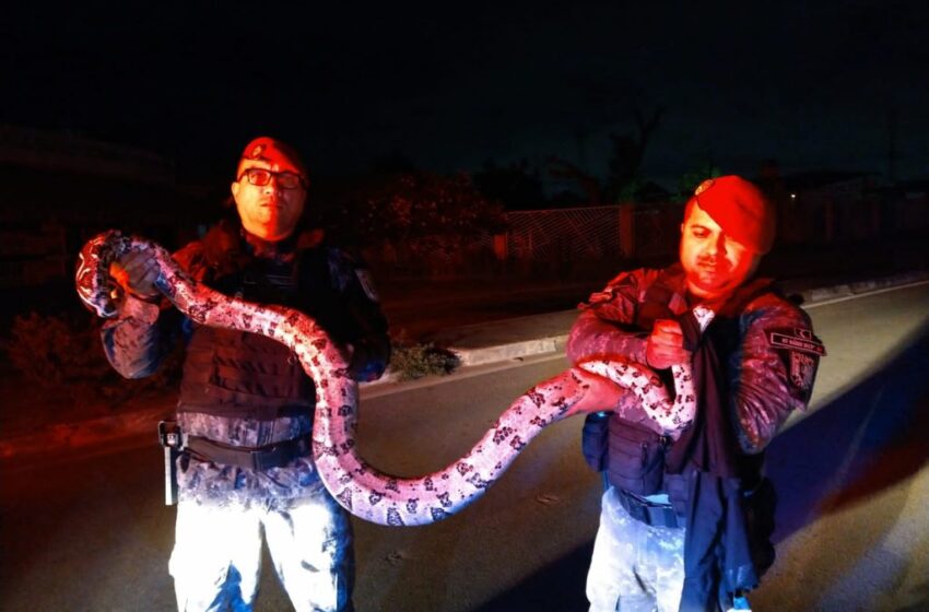  Jiboia de 25 kg é resgatada por policiais em Caucaia