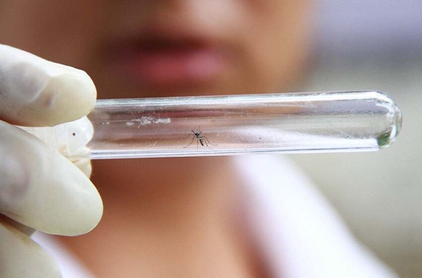  Ceará é o estado com maior incidência de chikungunya; Cariri soma mais de 10 mil casos.