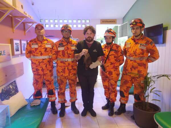  Mais de oito mil animais já foram resgatados pelo Corpo de Bombeiros em 2022.