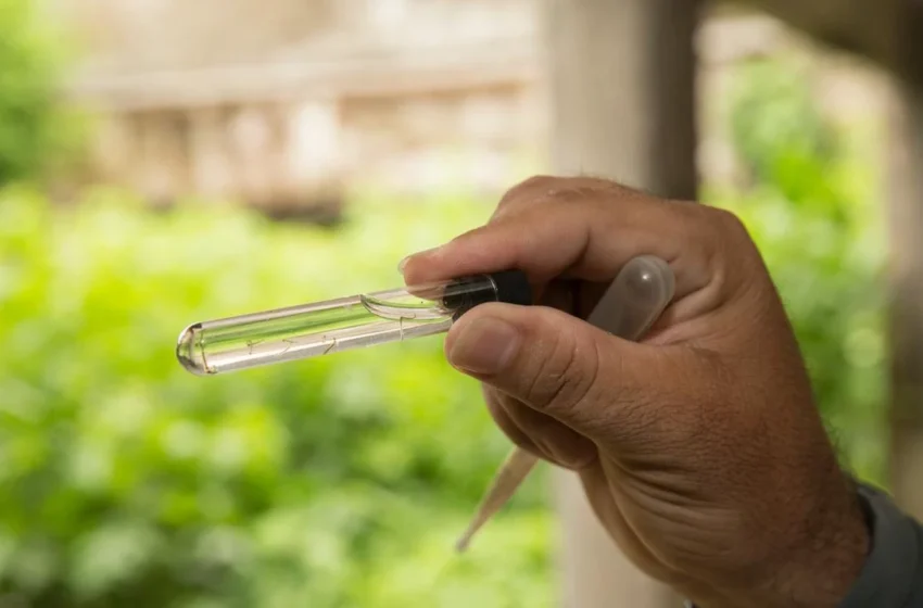  Sorotipo mais agressivo da dengue circula em 35 cidades do Ceará.