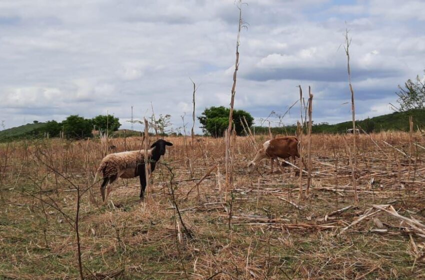  Em 40 anos, CE foi estado do Nordeste que mais perdeu vegetação nativa.