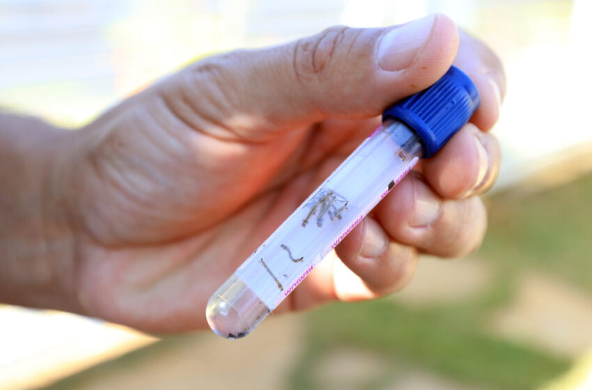  Brasil se aproxima de bater recorde anual de mortes por dengue.