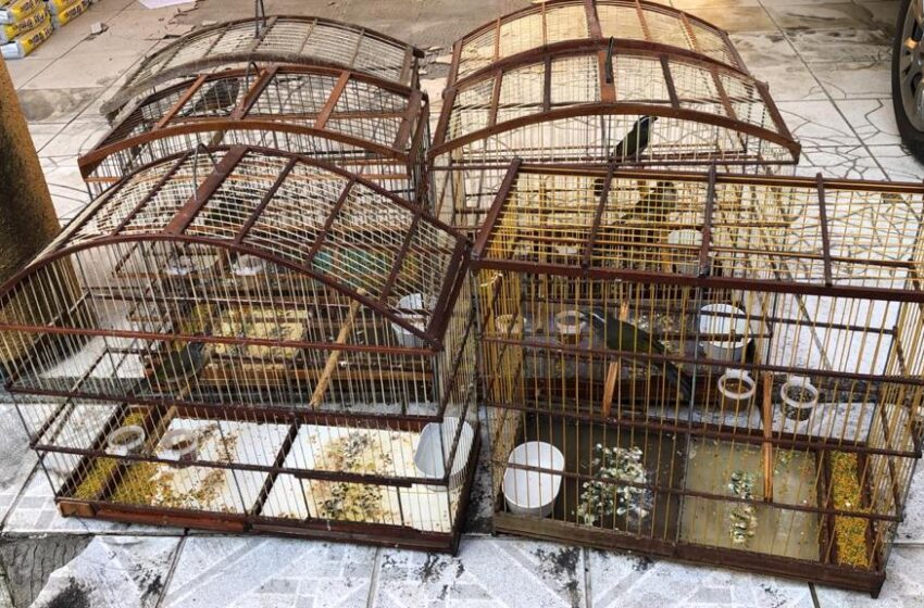  Em média, 8 animais silvestres foram apreendidos por dia no CE.