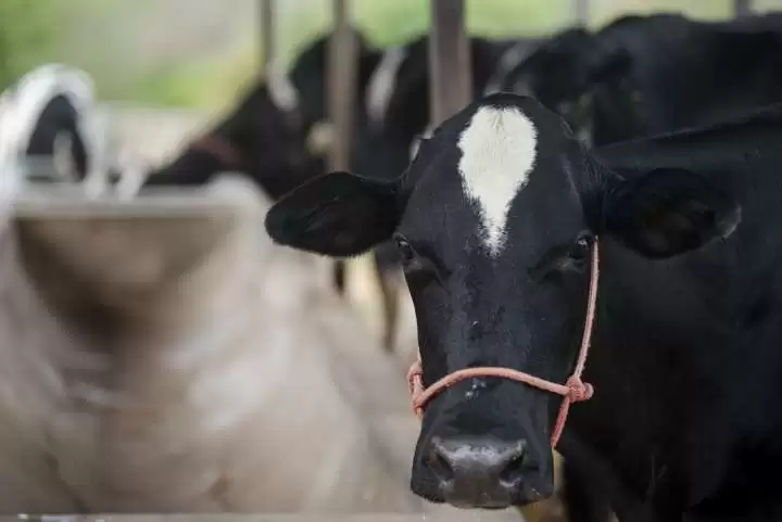  Vacinação contra febre aftosa é prorrogada até 17 de dezembro.