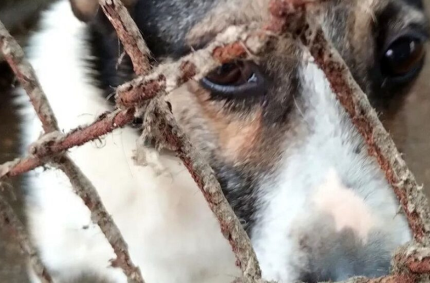  Justiça torna ré mulher que manteve 300 cães e gatos em ‘situação deplorável’.