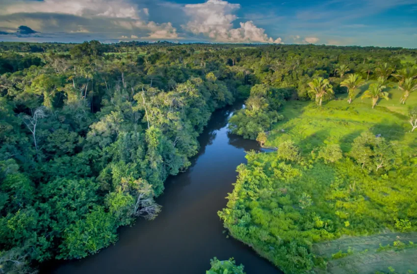  Amazônia e cerrado têm desmatamento recorde em fevereiro.