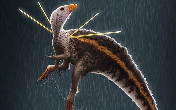  Fóssil de dinossauro cearense será devolvido ao Brasil em junho.