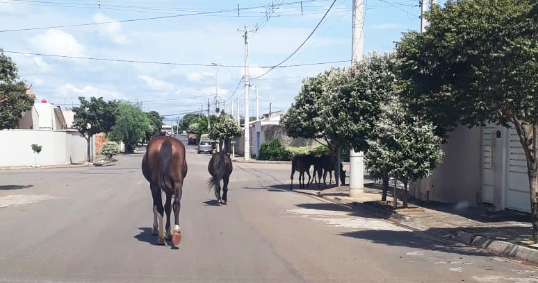  Porteiras: prefeitura vai multar donos e apreender animais soltos em ruas e locais públicos.