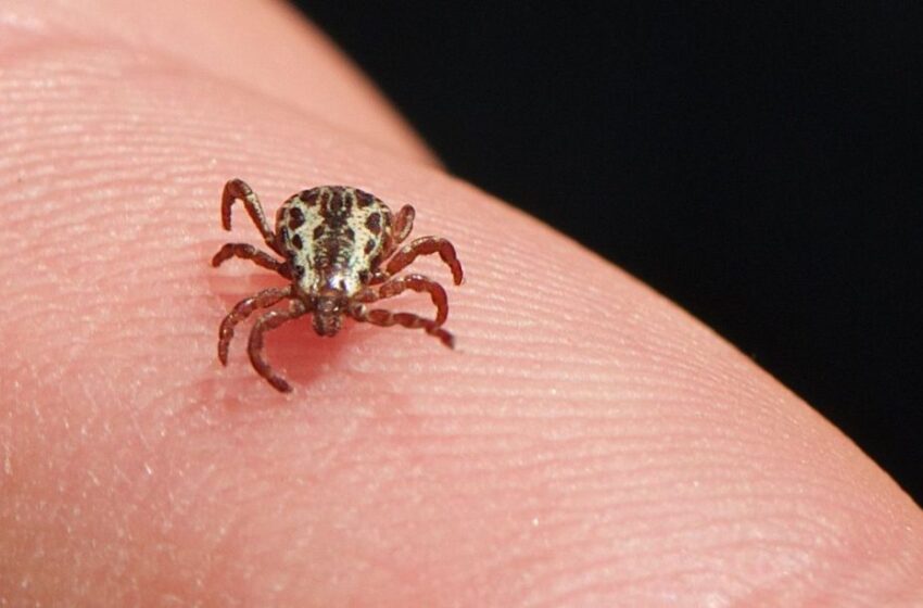  Maciço de Baturité concentra casos de febre maculosa no CE em 2023.