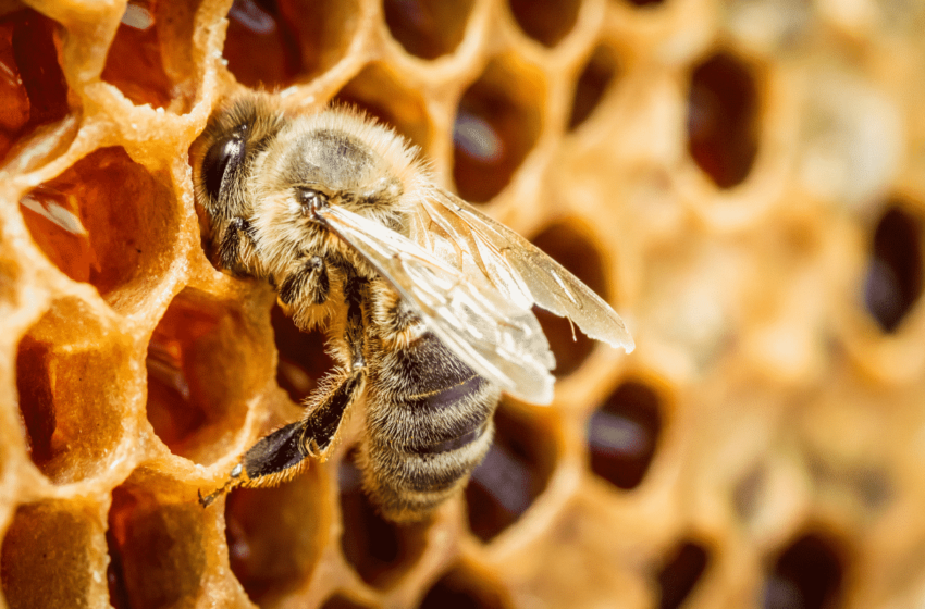  Mel da Caatinga que pode tratar diabetes é testado por pesquisadores da UFC.