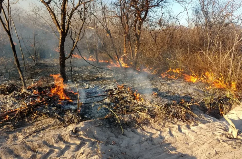  Incêndio na vegetação chega ao 5º dia no interior do Ceará.