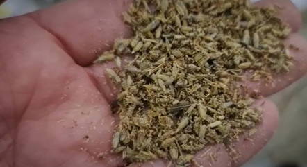  Apreensão de drogas K em SP aumenta 10 vezes em um ano.