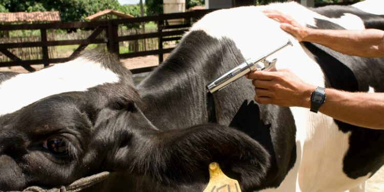  Produtores devem vacinar seu rebanho contra a Febre Aftosa até dia 30 de novembro.