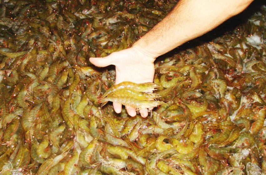  Várzea Alegre inicia projeto para criação de camarão