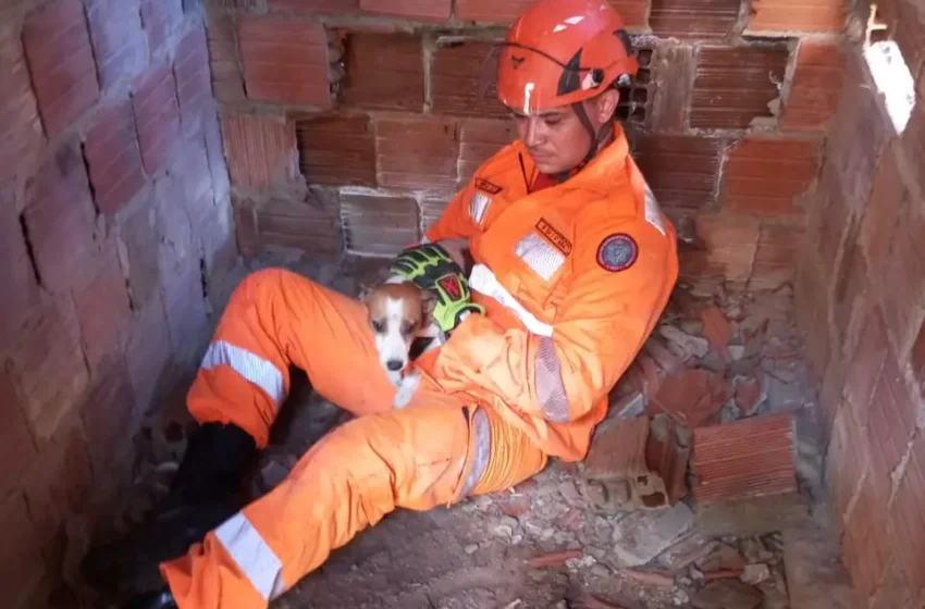  Corpo de Bombeiros resgata 11 mil animais em todo o Ceará