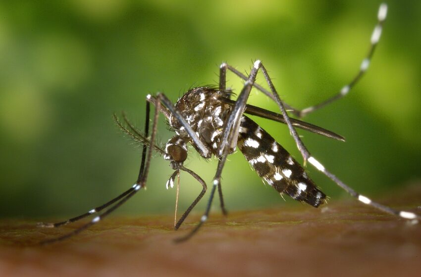  Cariri registra média de dois casos de dengue por dia