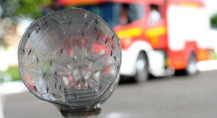  Brasil tem 184 mortes por dengue confirmadas e mais de 600 em investigação.