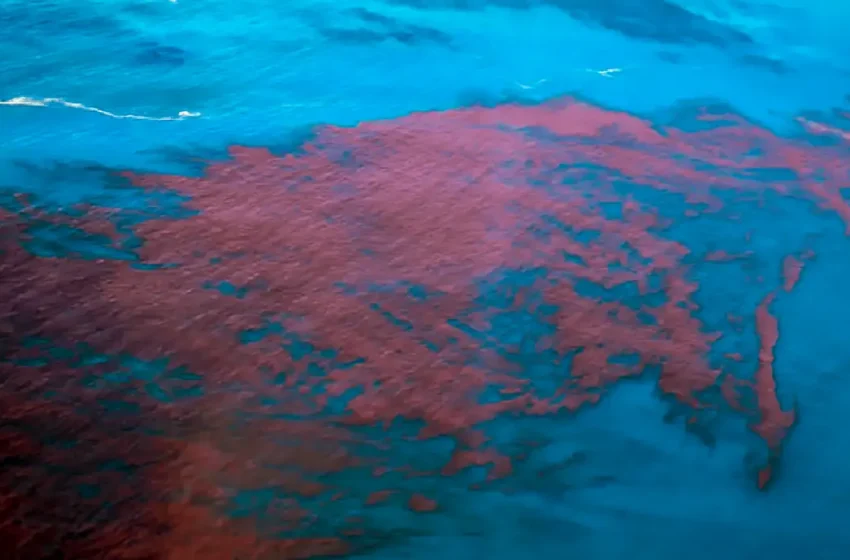  Alagoas e PE têm mais de 400 casos de intoxicação da maré vermelha.