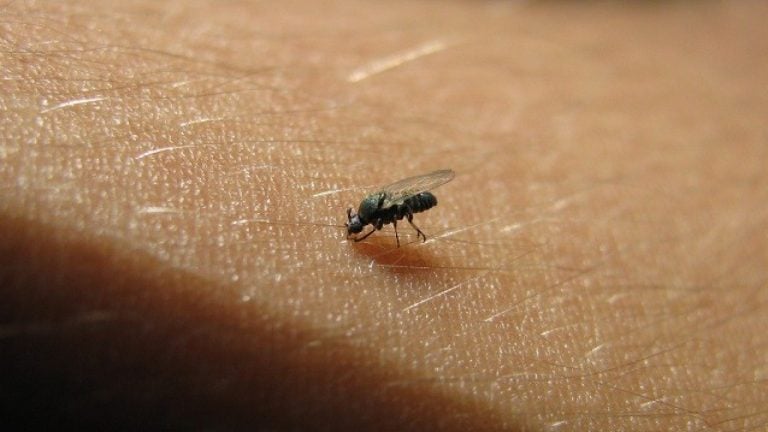  Quase 5 mil casos de “virose da mosca” são registrados por semana no Ceará