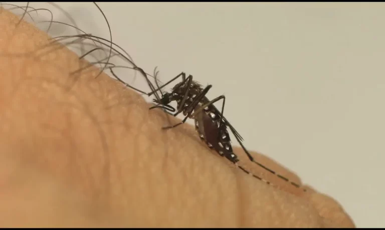  Brejo Santo: Município tem intensificado ações no combate ao mosquito da dengue.