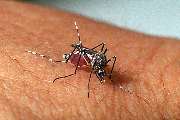  Mais da metade das mortes por dengue deste ano foram registradas em abril.