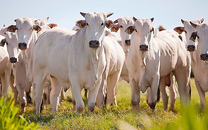 Febre aftosa: Ceará está livre da doença sem vacinação.
