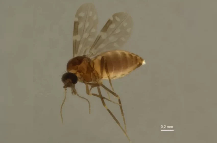  Primeiro caso de Febre Oropouche é registrado no Ceará.