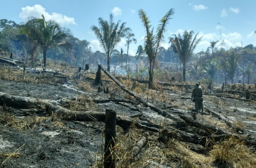  Durante 2023, desmatamento no Ceará cresceu 28%.