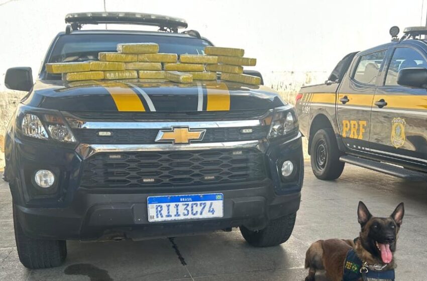 PRF apreende 14 quilos de maconha em ônibus que vinha de São Paulo.