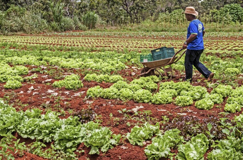  Ceará busca expandir fruticultura em missão na Espanha.